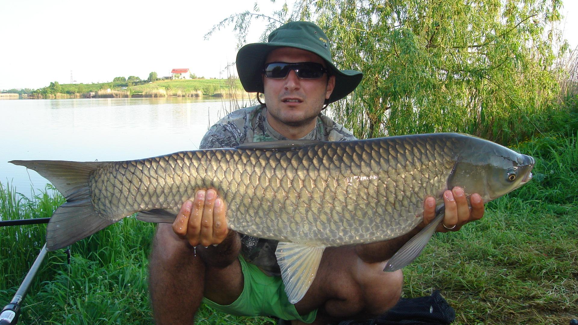 Tancabesti - Avicola